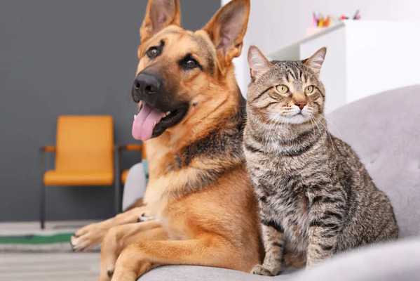 Perros y gatos domésticos podrían transmitir a humanos bacterias resistentes a antibióticos