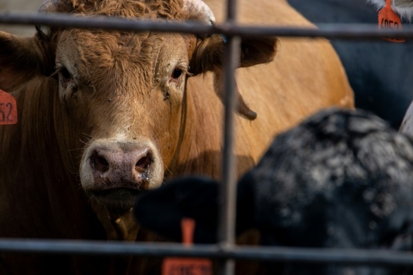 Detectan virus de gripe aviar en leche de vacas infectadas en EE.UU.
