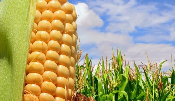 México espera para septiembre resolución de disputa de comercial con EU sobre maíz