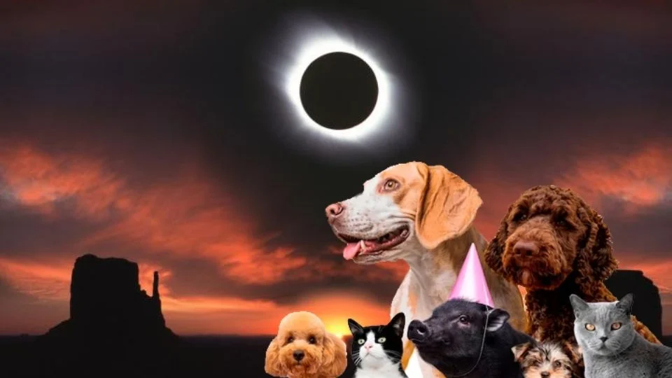Las reacciones de las mascotas ante un eclipse solar