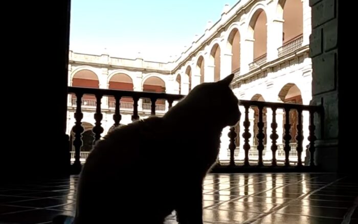 Reconoce PETA a AMLO por proteger a gatos en Palacio Nacional