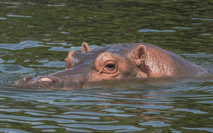 ¡Es hembra! Gen-chan, la hipopótama enviada desde Africam Safari a Japón