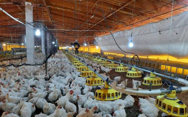 OMS mantiene en “bajo” el riesgo global de la gripe aviar