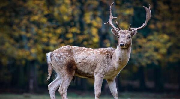 Señalan muerte de cazadores por posible ‘enfermedad del ciervo zombi’