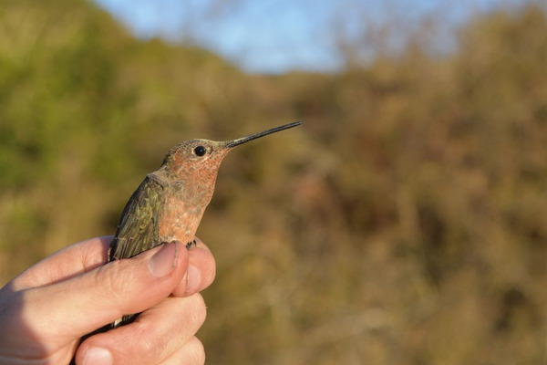 Descubren al colibrí más grande del mundo