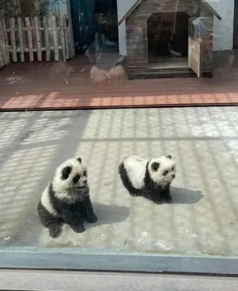Perritos Chow Chow disfrazados de osos panda en China
