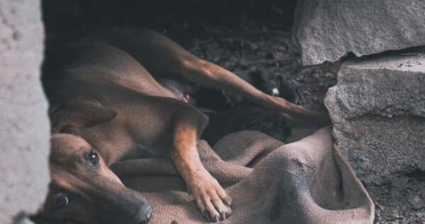 Turquía podría sacrificar a 4 millones de perros callejeros si no se les encuentra dueño