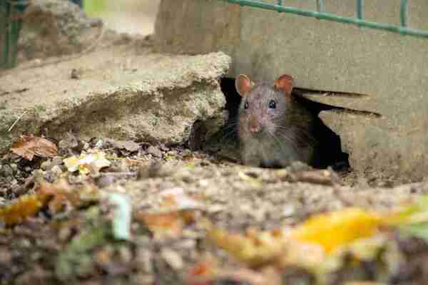 Nueva York convoca una “cumbre nacional sobre ratas urbanas” para septiembre