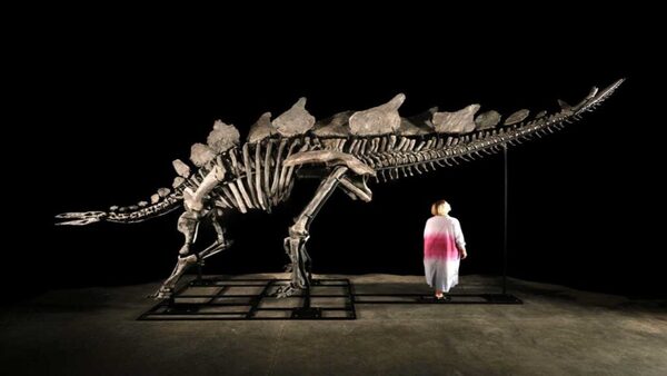 Subastarán un esqueleto de dinosaurio que vivió hace 150 millones de años