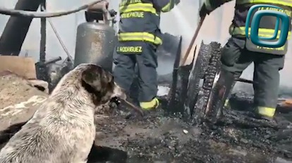 Lomito llora desconsoladamente al ver su casa desbastada por un incendio