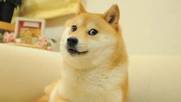 Murió Kabosu, la perrita que inspiró el meme Doge