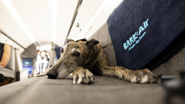 Debuta ‘Air Ladrido’, una aerolínea lujosa para perros