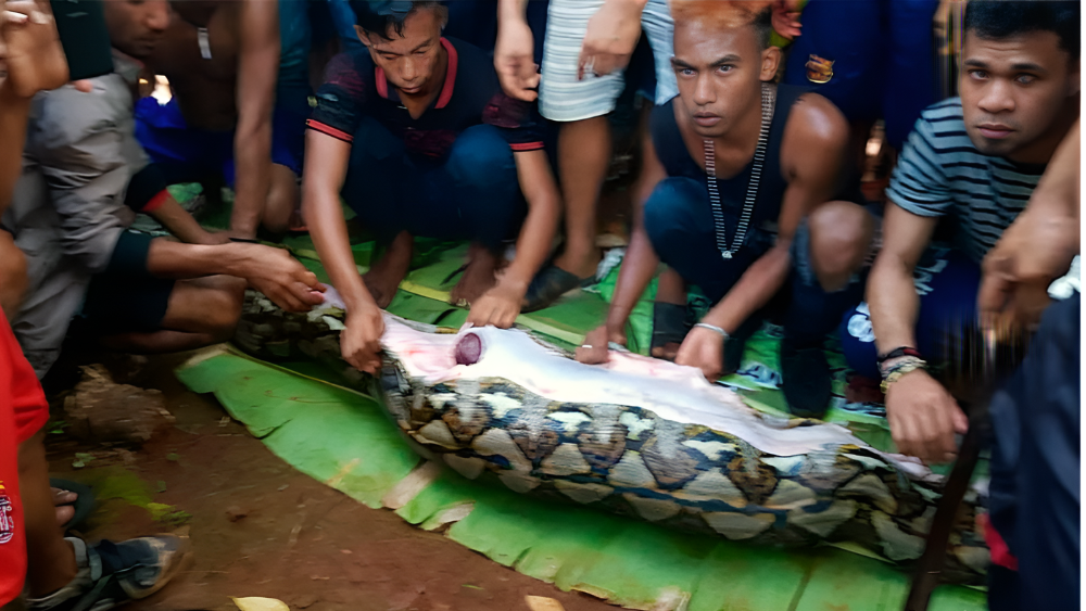 Encuentran el cadáver de una mujer en el interior de una pitón de 5 metros