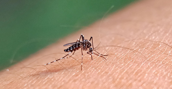 EE.UU. alerta por amenaza de dengue en el país tras dispararse los casos en el mundo