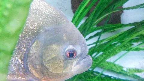 Sauron, la nueva especie de piraña vegetariana descubierta en Brasil