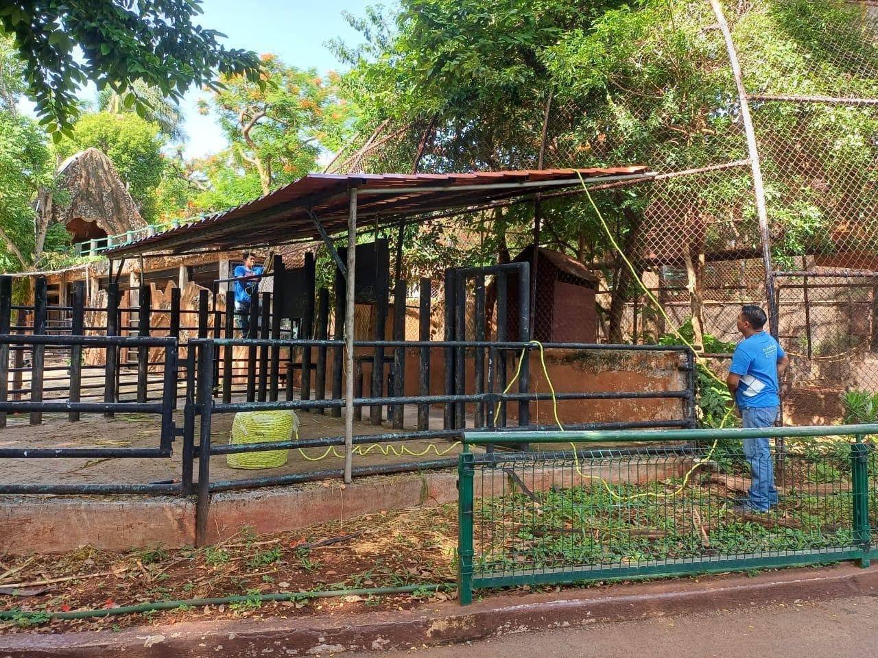 Toma de medidas ante huracán Beryl: Zoológicos de Mérida resguardan a sus animales