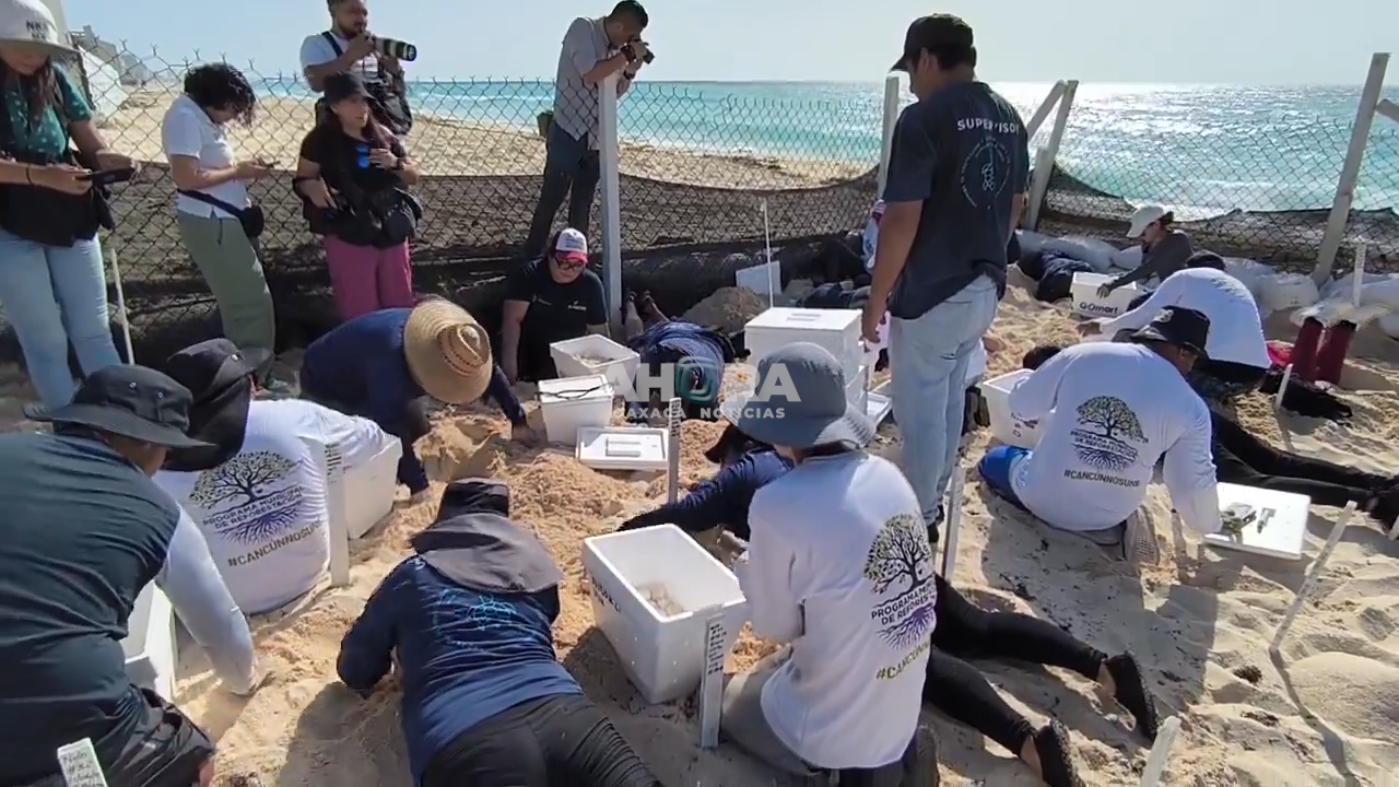 Resguardan mas de 105 mil huevos de tortuga marina de playas en Cancún