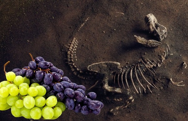 Las uvas existen porque los dinosaurios se extinguieron