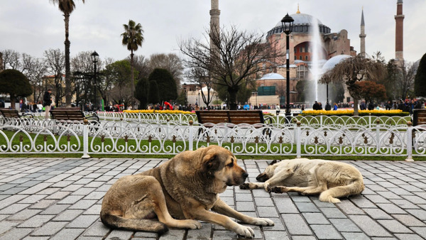 Turquía aprueba ley para eliminar a perros callejeros