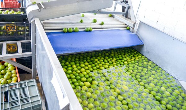 Casi un 80% de empacadoras de limón hacen paro en Michoacán por crimen organizado