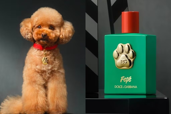 Dolce & Gabbana lanza perfume para lomitos en más de 100 dólares