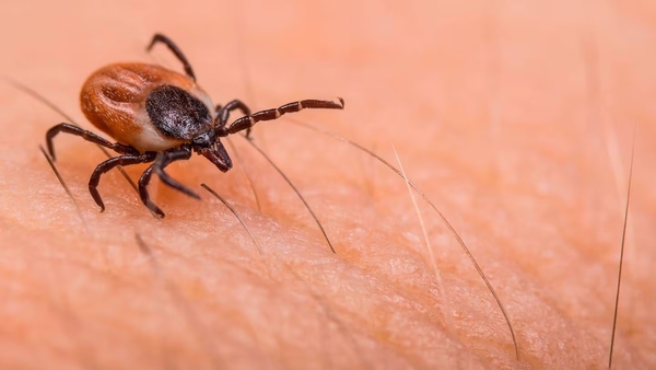 Dos menores mueren por picadura de garrapata en Nuevo León