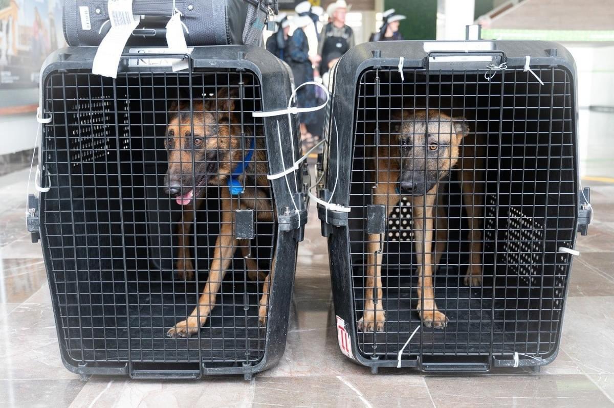 Dona INL México caninos especializados para combatir la delincuencia en Campeche