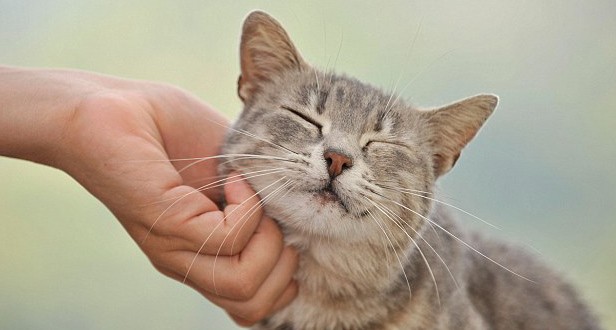 ¡Día del Gato!¿Por qué se celebra 3 veces al año esta fecha?