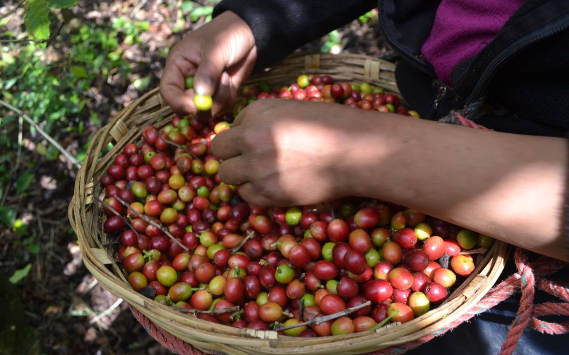 Chiapas y la lucha contra el trabajo infantil en la industria del café