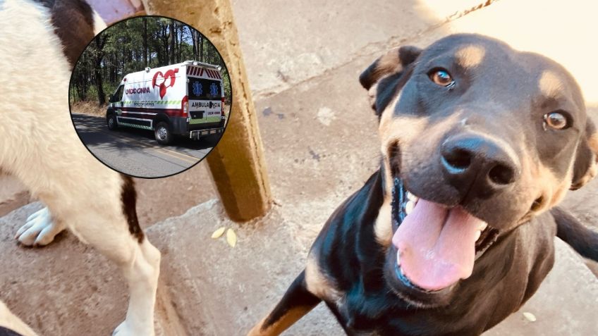 Asesinan a 5 perritos cachorros con ácido en refugio canino «Huellitas de Amor Paracho»