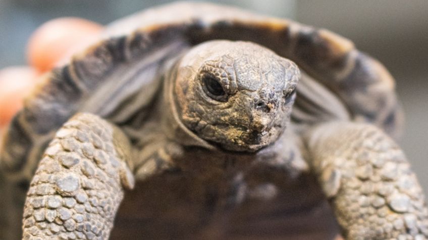 Espécimen de tortuga en peligro de extinción da a luz por primera vez a sus 97 años de edad