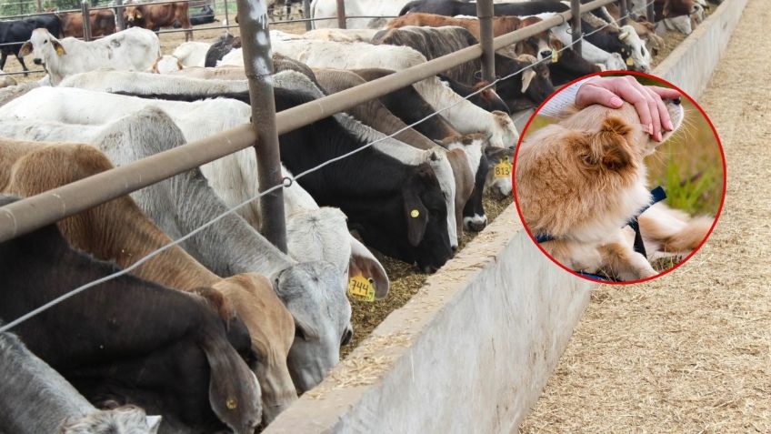 Hallan nuevo caso de gusano barrenador, ahora en perrito de Chiapas