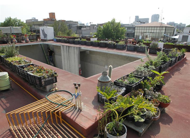 Tendencia 2025: el regreso de los huertos urbanos y cómo empezar el tuyo en casa