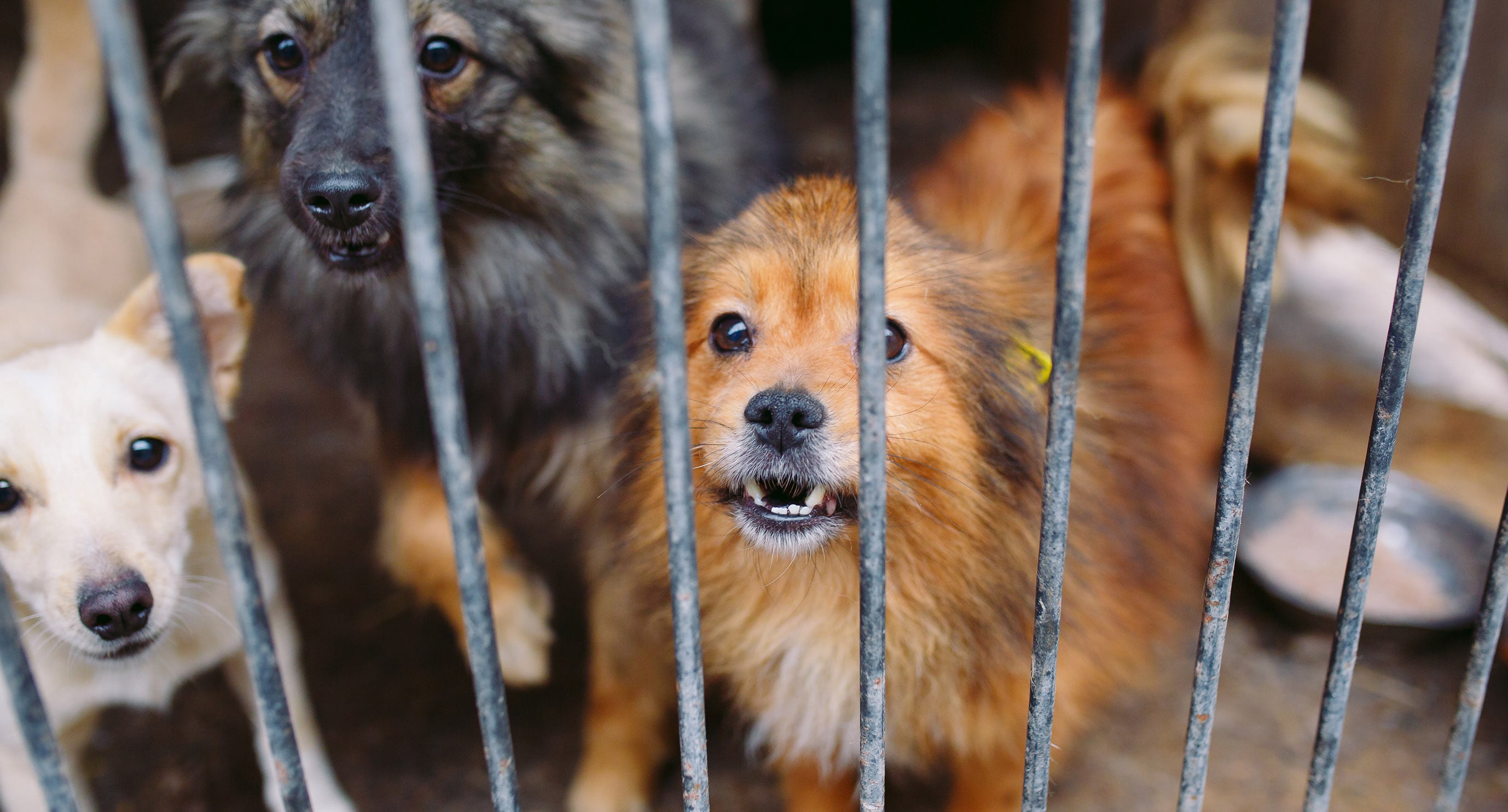 Chiapas dice basta al maltrato animal