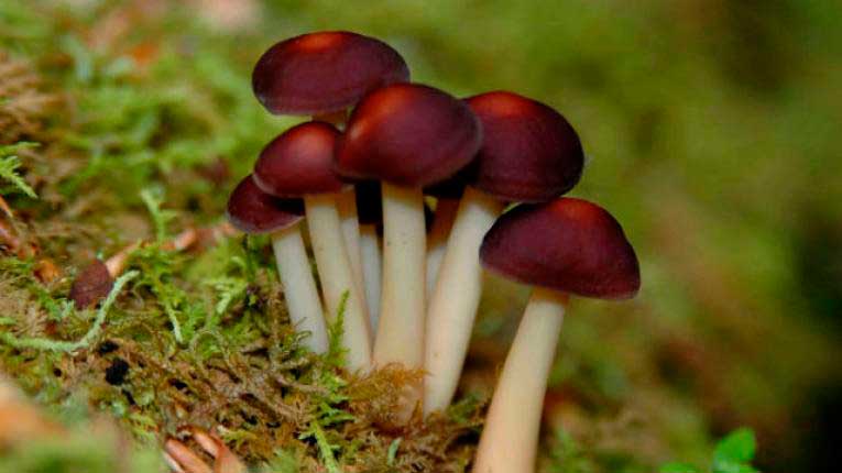 Tres jóvenes intoxicados por consumo de hongos venenosos en Los Altos de Chiapas