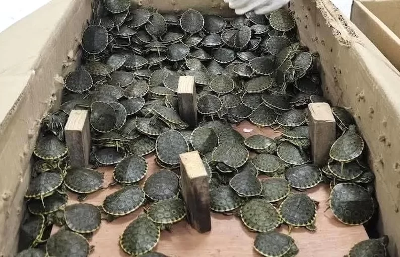 Detienen a hombre por tráfico ilegal de más de 3 mil tortugas en Chiapas