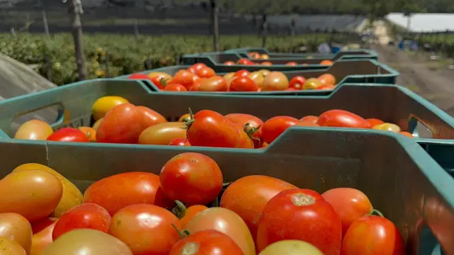 Productores de jitomate en Chiapas, en crisis por aranceles y plagas