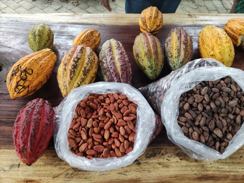 Tabasco y Chiapas lideran la producción nacional de cacao en 2024