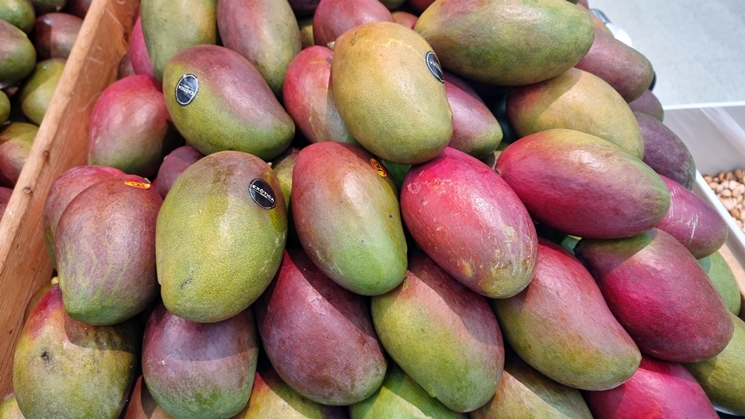 Chiapas, con potencial para liderar exportaciones de mango en México