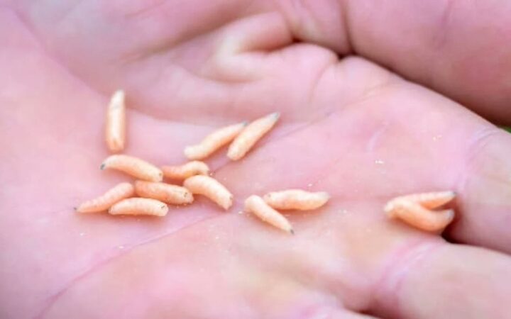 Chiapas concentra 29 de los 31 casos de miasis por gusano barrenador en México