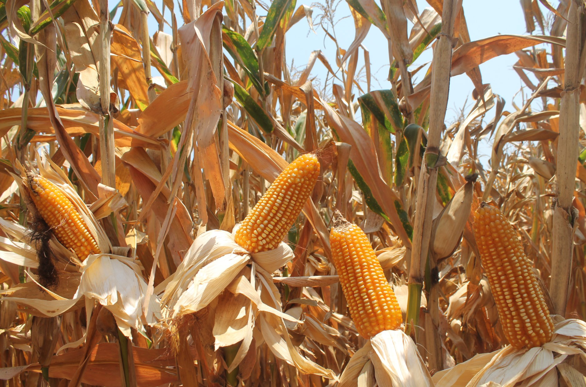 Chiapas: el maíz enfrenta el reto de adaptarse al clima y la economía