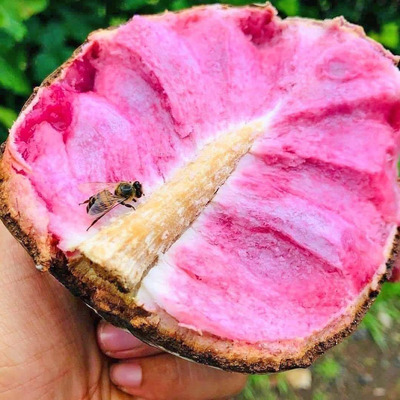 Papause: la fruta exótica de Chiapas que conquista paladares