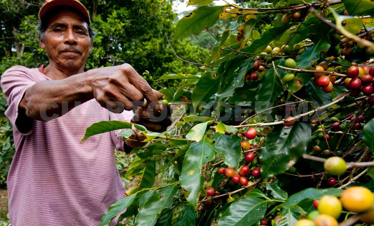 Chiapas, líder nacional en producción de café