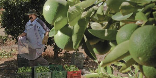 Sector agroindustrial de Yucatán va por inversionistas