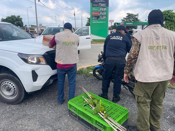 Decomisan animales exóticos en Huimanguillo; eran transportados de forma ilegal