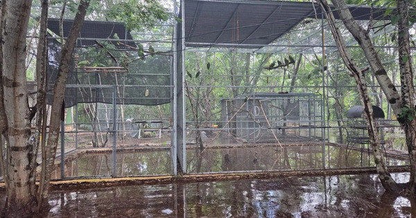 Destruyen intensas lluvias refugio para loros en Mérida