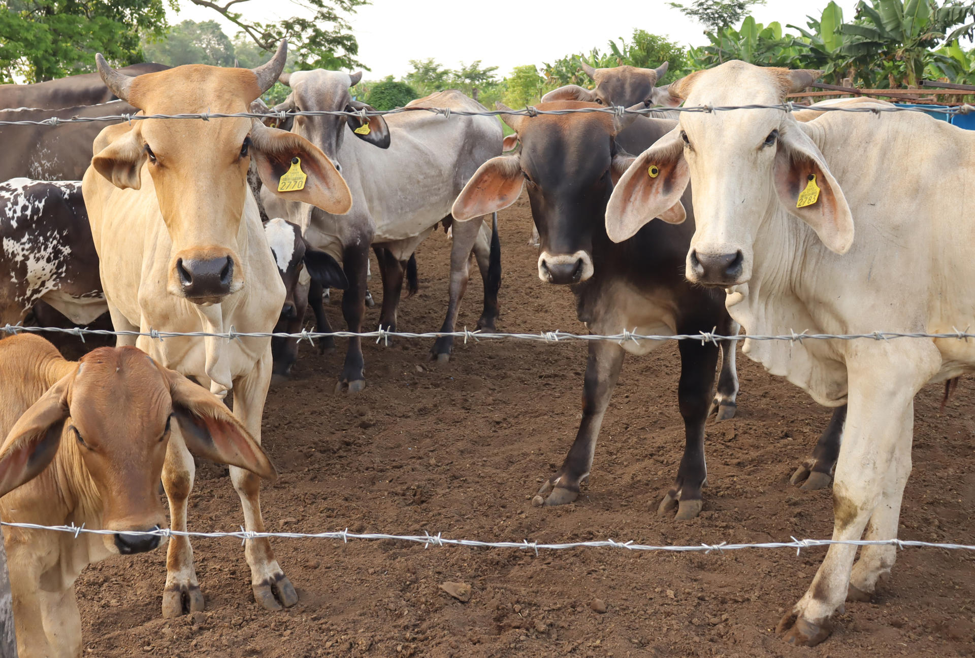 Detectan nuevo caso de gusano barrenador en Nuevo León