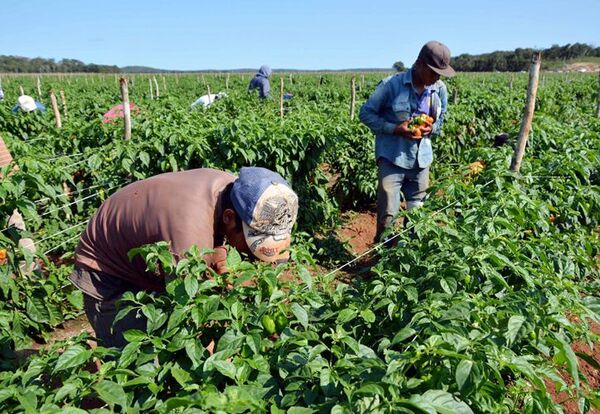 Alista Seder el cierre de entrega de apoyos al campo y apicultura