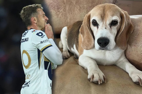Ramsey, jugador de los Pumas, aumenta a 20 mil dólares la recompensa para localizar a su perrita