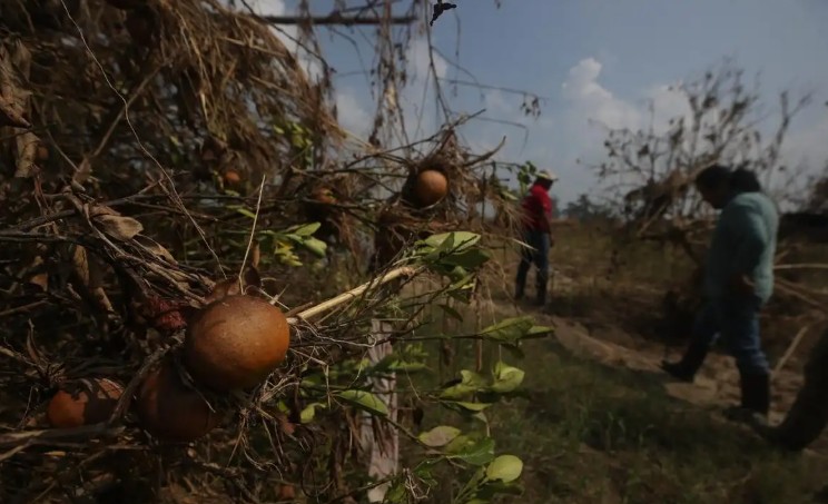 ¡Adiós al juguito diario! Precio de la naranja se dispara hasta 80% en octubre